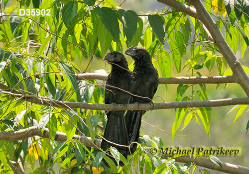 Smooth-billed Ani (Crotophaga ani)